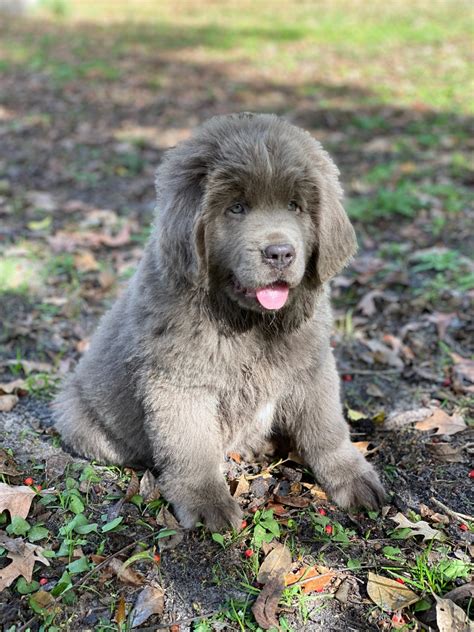 Newfoundland puppies near me - Our experienced Newfoundland dog breeders follow AKC standards, striving to produce the perfect puppy for you. Click to view available Newfoundland puppies for sale! Please call or text Dave at 513-633-3049 or 513-967-3772. 